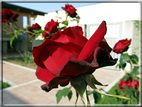 foto Rose